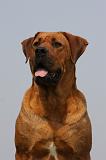 TOSA INU 364